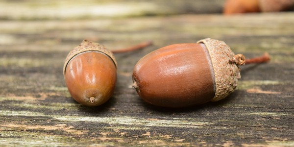 acorns-1678771_1280.jpg