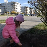 Dziewczynka sadzi cebulkę żonkila